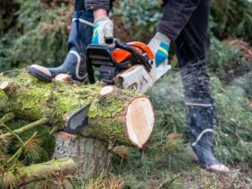 exceptional tree services in North Hollywood, CA