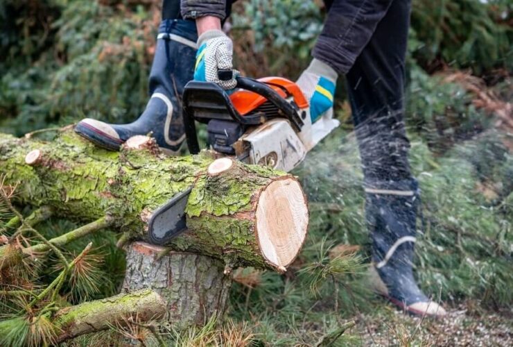 exceptional tree services in North Hollywood, CA