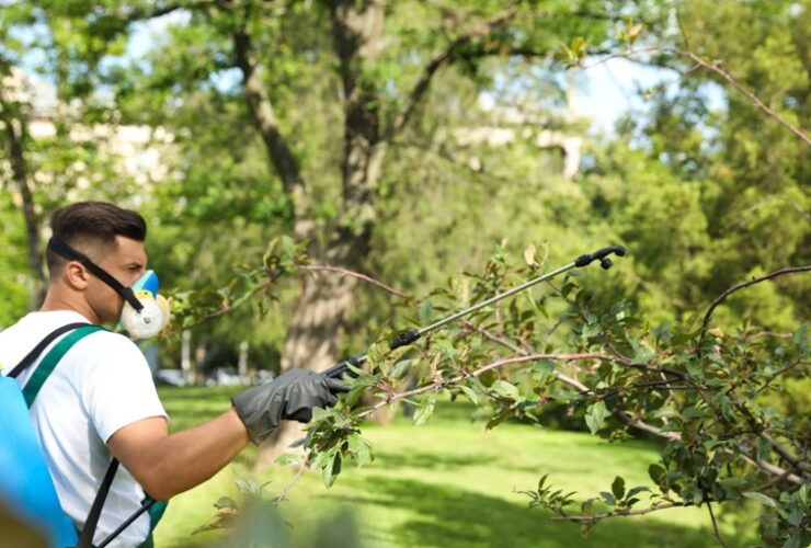 Tree Pests on Property Value